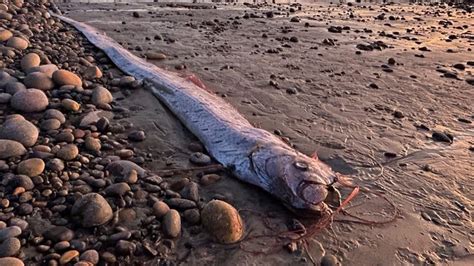 why is oarfish called doomsday fish